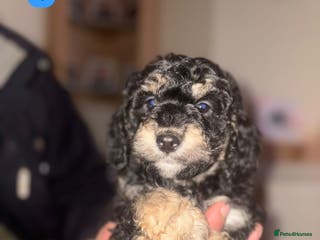 Cockapoo dogs Gorgeous F1B Cockapoo Puppies - Advert 9