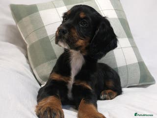 Cocker Spaniel dogs Extensively Health tested cocker spaniels Puppies - Advert 3