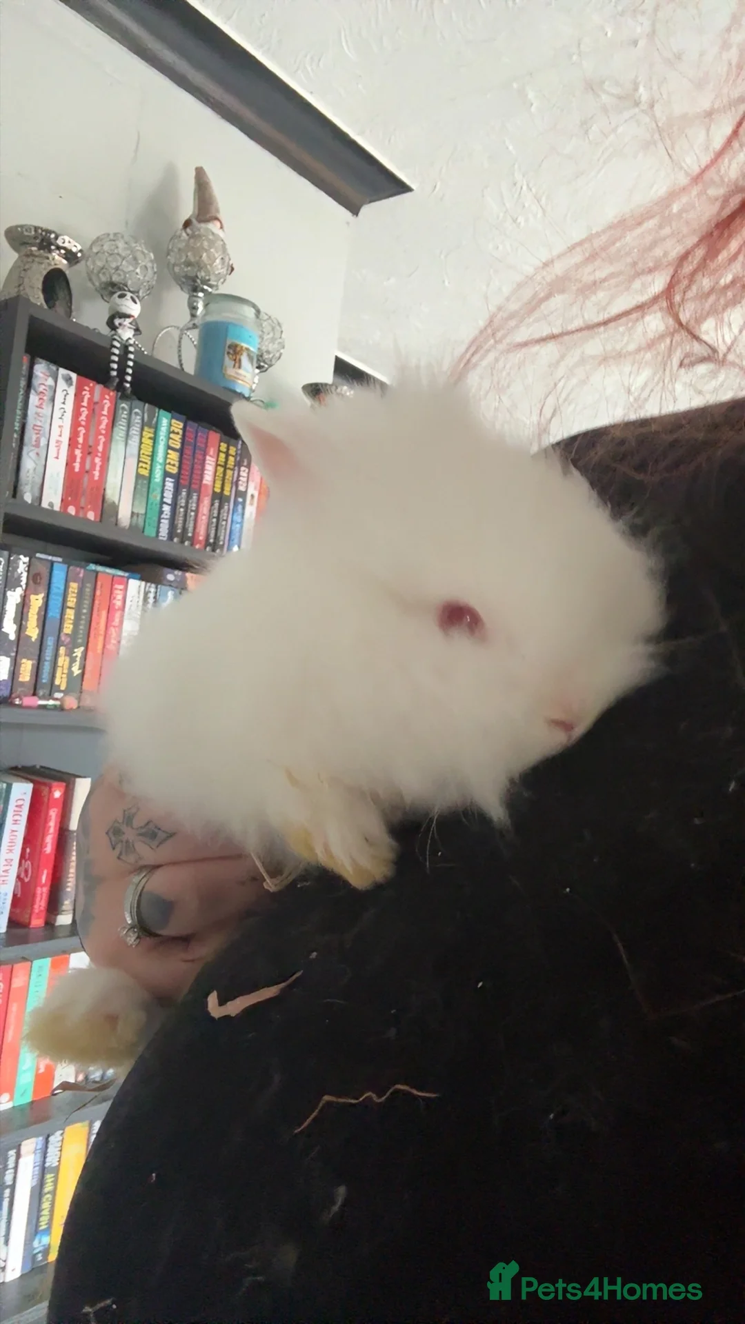 Mini Lion Lop rabbits for sale: 1 male 1 female rabbit ❤️ - Advert 2