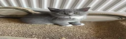 British Shorthair cats for sale: Five girls  - Advert 11