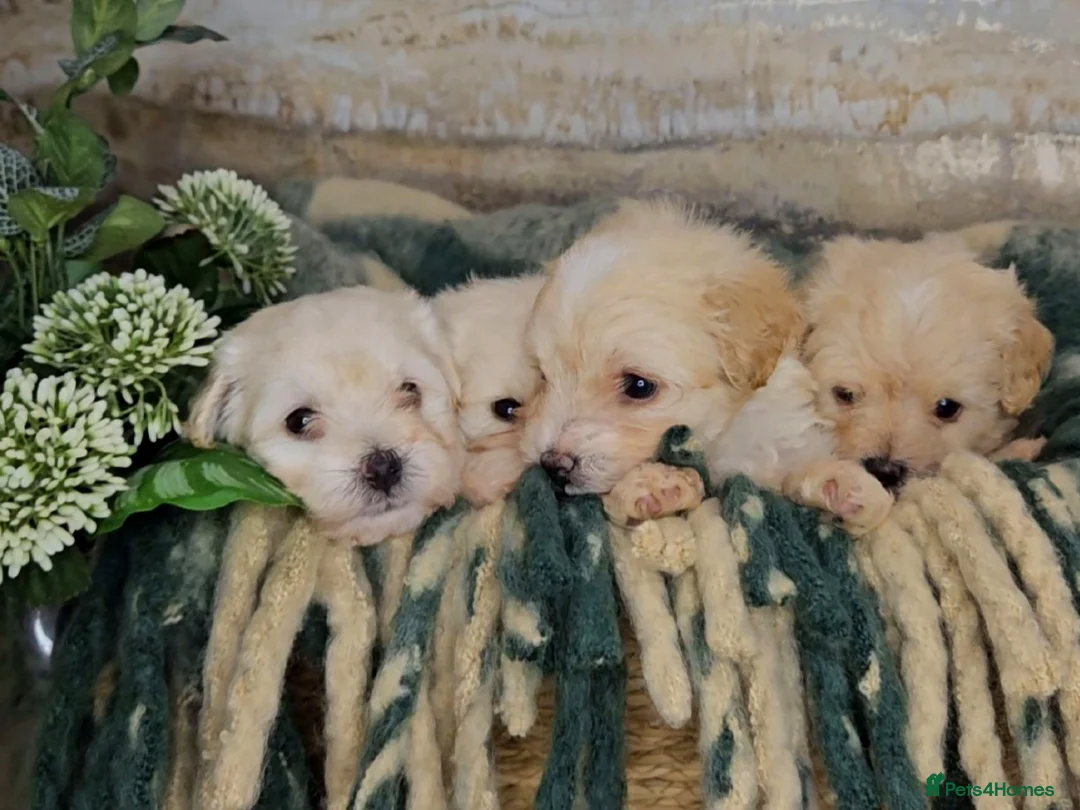 Maltipoo dogs for sale: Exceptional TINY toy🧸 Japanese X Asian Maltipoos - Advert 8