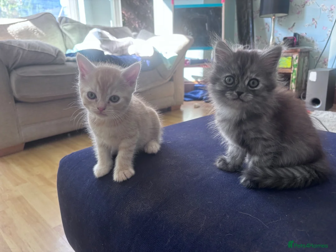 Persian cats for sale: The most adorable cross Persian kittens.  - Advert 1