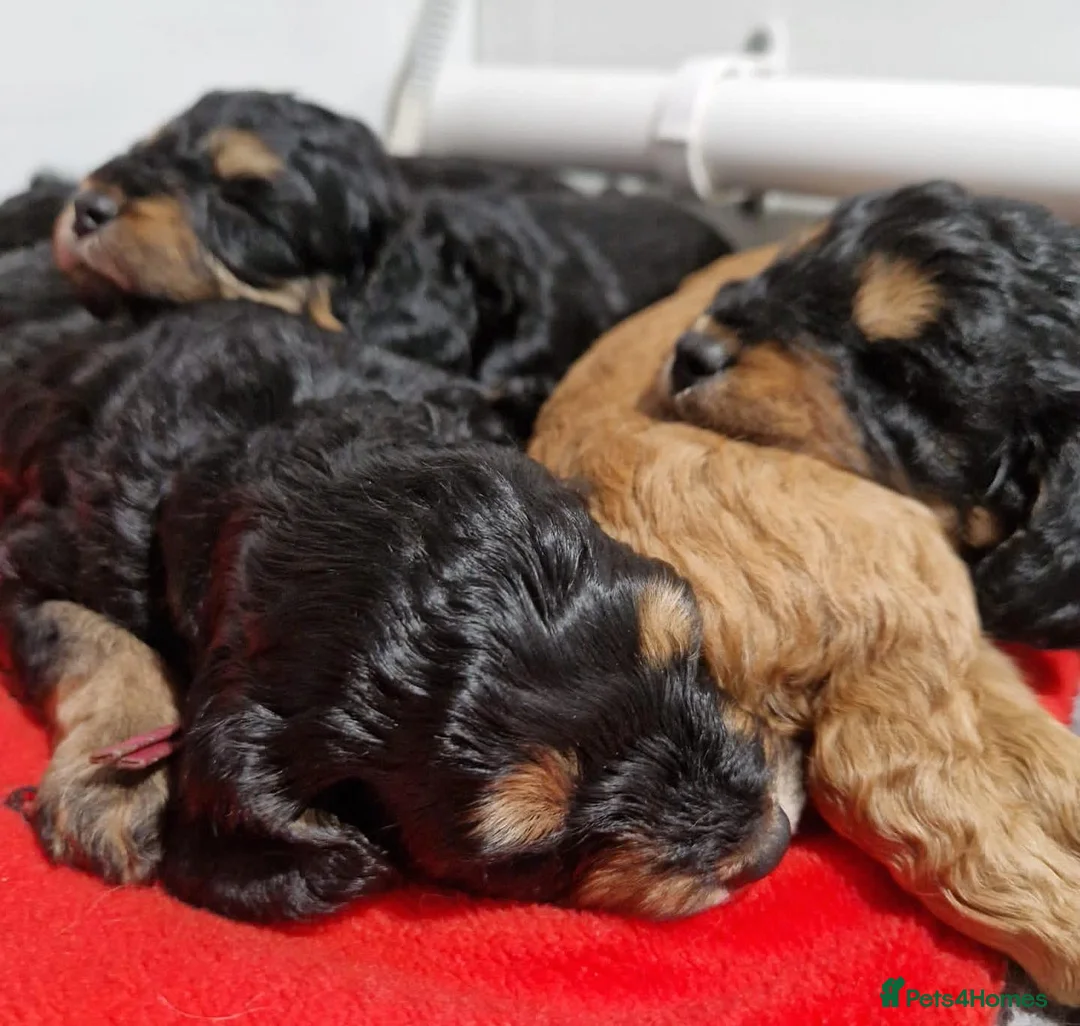 Toy Poodle dogs for stud: KC registered / health tested toy poodle stud in Bolton - Advert 18