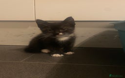 Mixed Breed cats for sale: 4 Black + Black and white kittens for sale! - Image 4