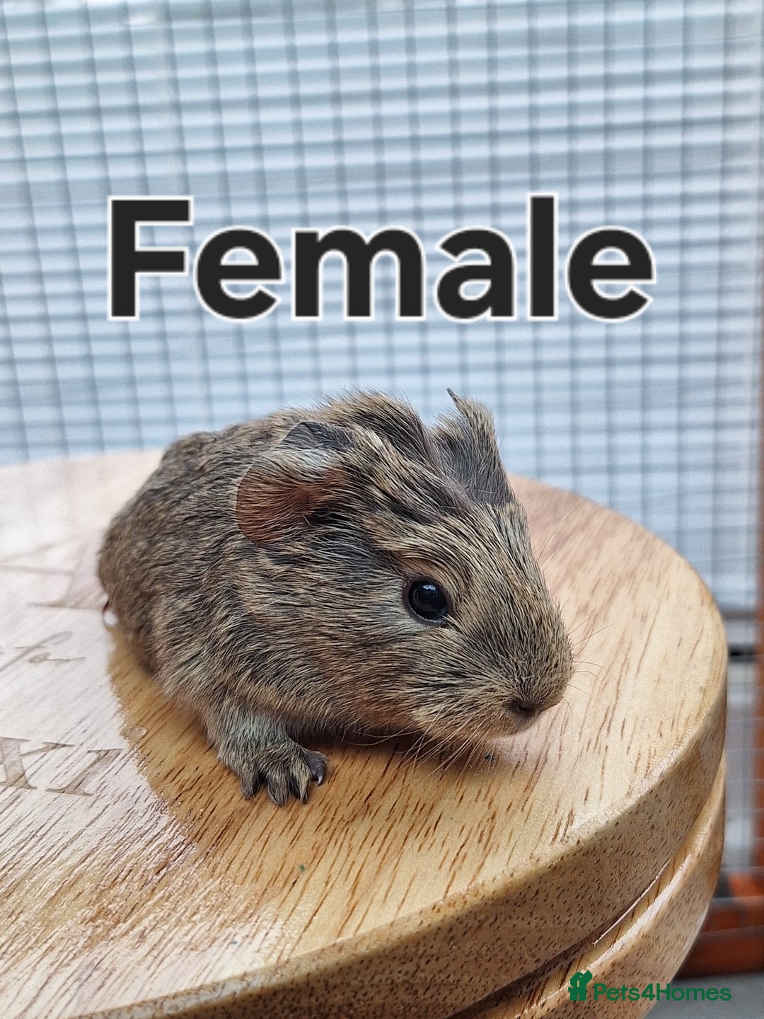 Guinea Pig rodents for sale: 2 Guinea Pig Sows - Advert 2