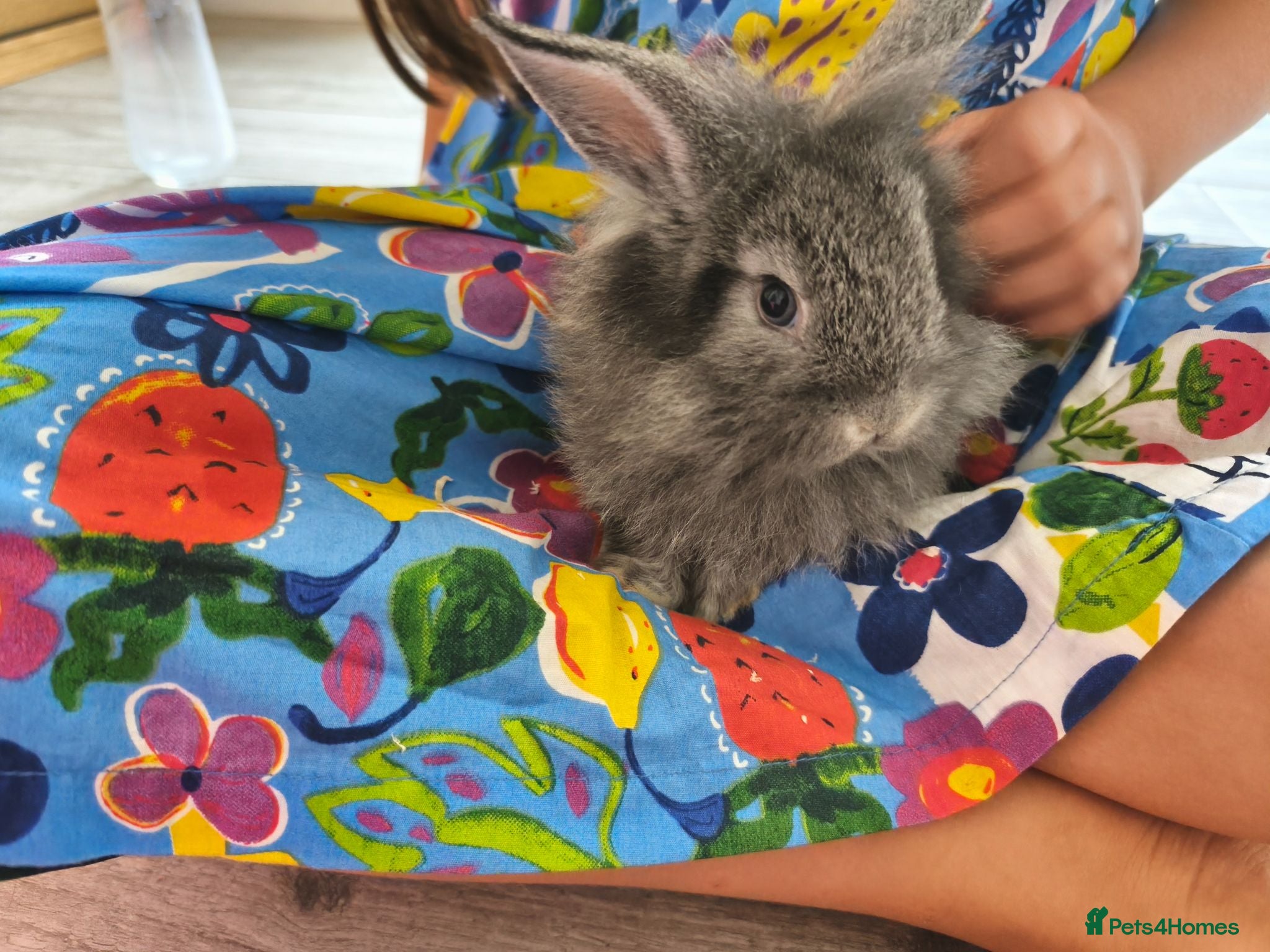 Mini Lop rabbits Rare Mini Lion Lops ready 3rd July  - Advert 2