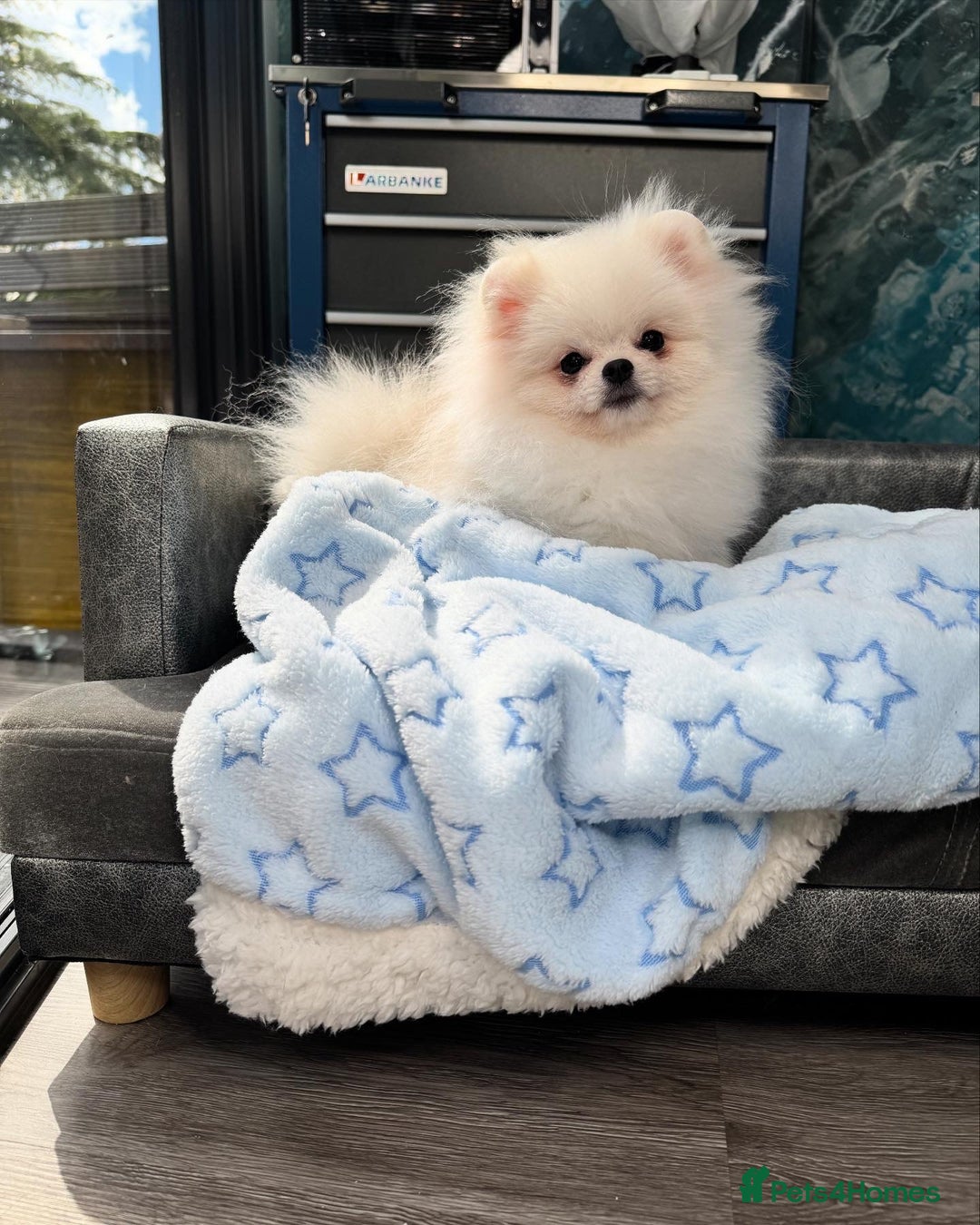 Pomeranian dogs for sale: Pomeranian Last Boy - Image 14