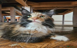 Maine Coon cats for sale: Maine Coon kittens available Chunky and confident - Image 16