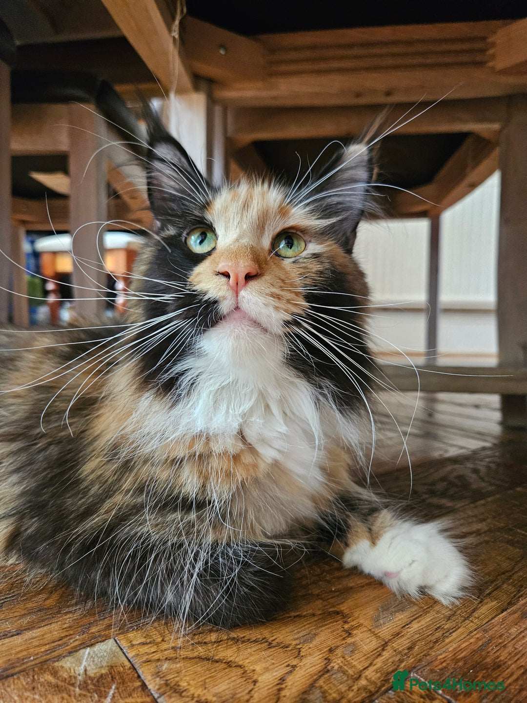 Maine Coon cats for sale: Maine Coon kittens available Chunky and confident - Image 16