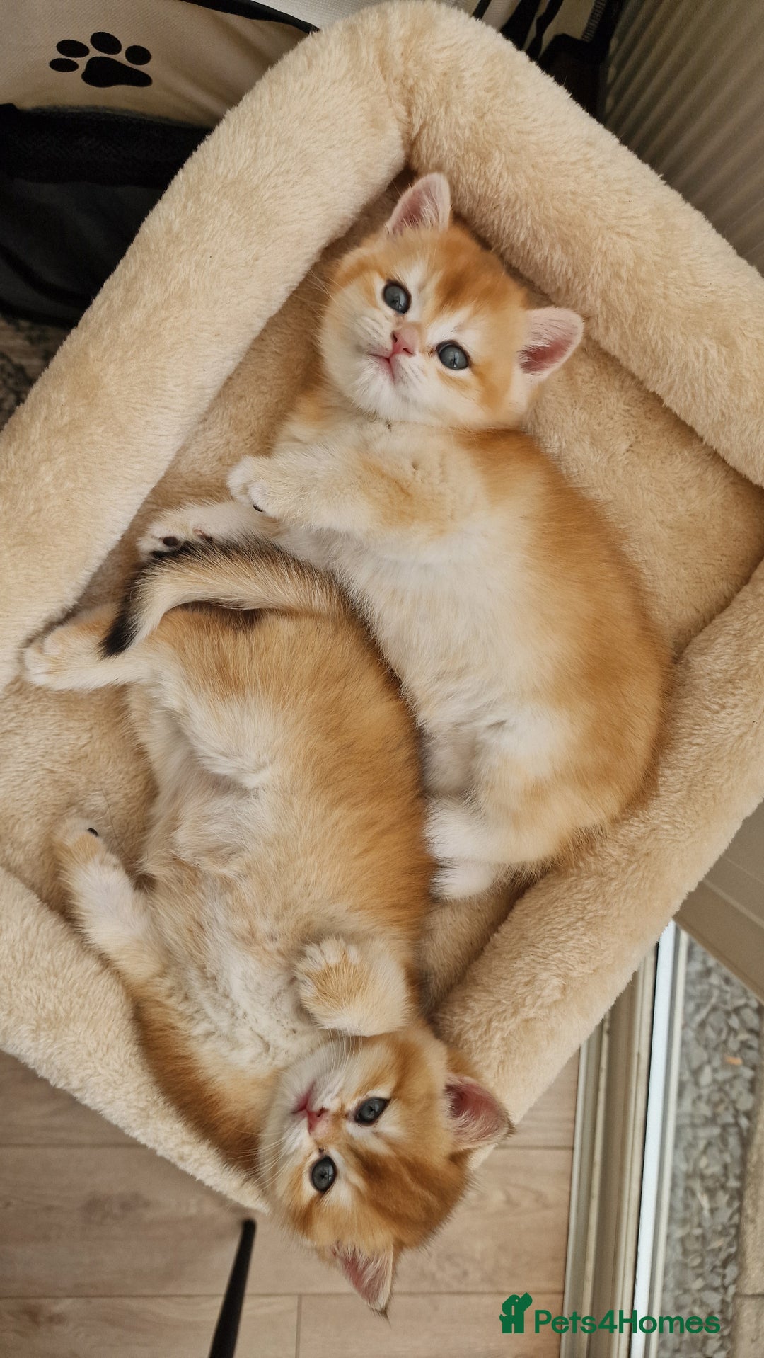 British Shorthair cats for sale: Golden Chinchilla Kittens TICA - Image 1