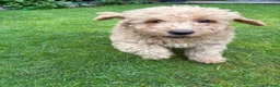 Cockapoo dogs for sale: Cockapoo Puppies!! 🐶  - Advert 7