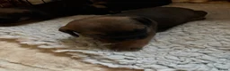 Border Terrier dogs for sale: Border terrier dog in Preston - Advert 4