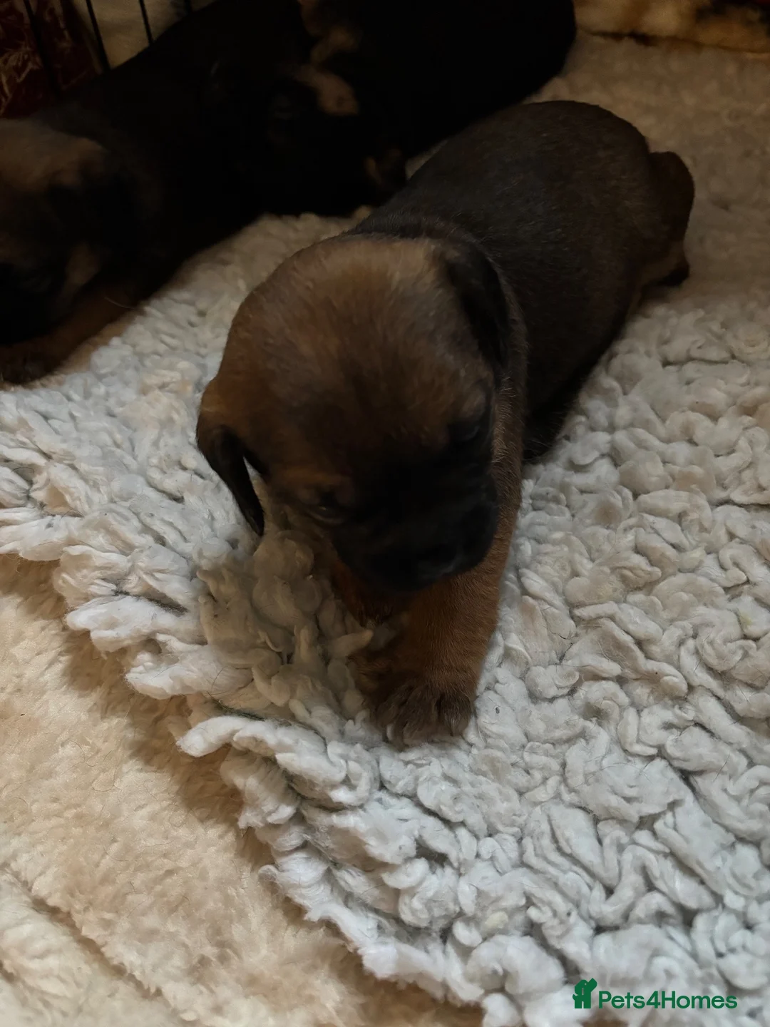 Border Terrier dogs for sale: Border terrier dog in Preston - Advert 4