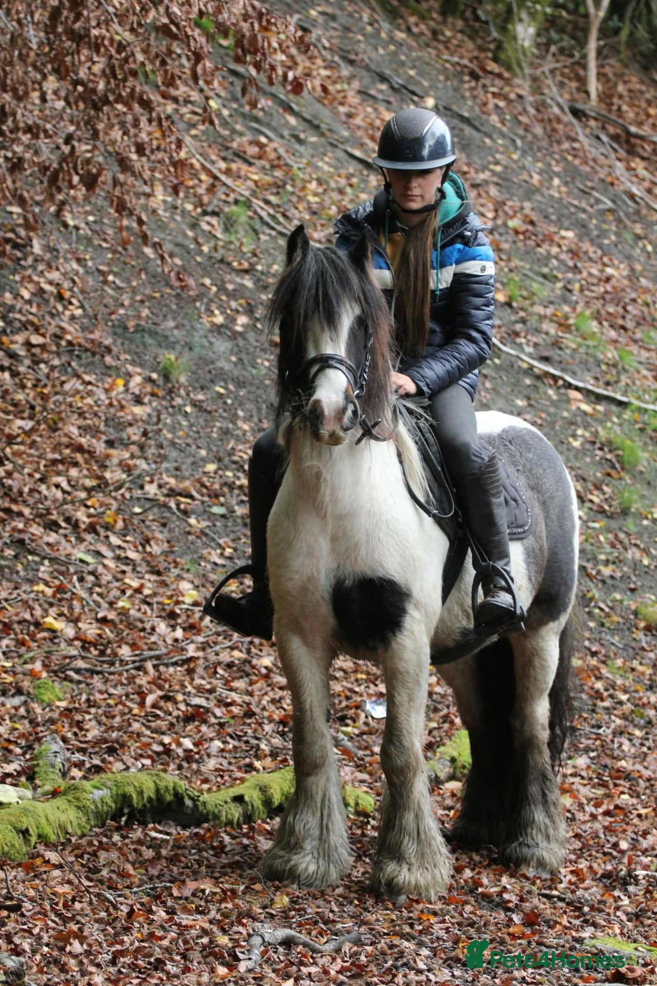 Irish Cob horses Perfect lead rein pony  - Advert 10