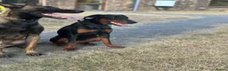 Dobermann dogs for sale: Beautiful 8 Month Old Female Doberman - Advert 2