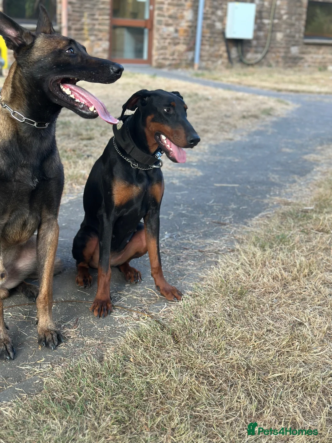 Dobermann dogs for sale: Beautiful 8 Month Old Female Doberman - Advert 2