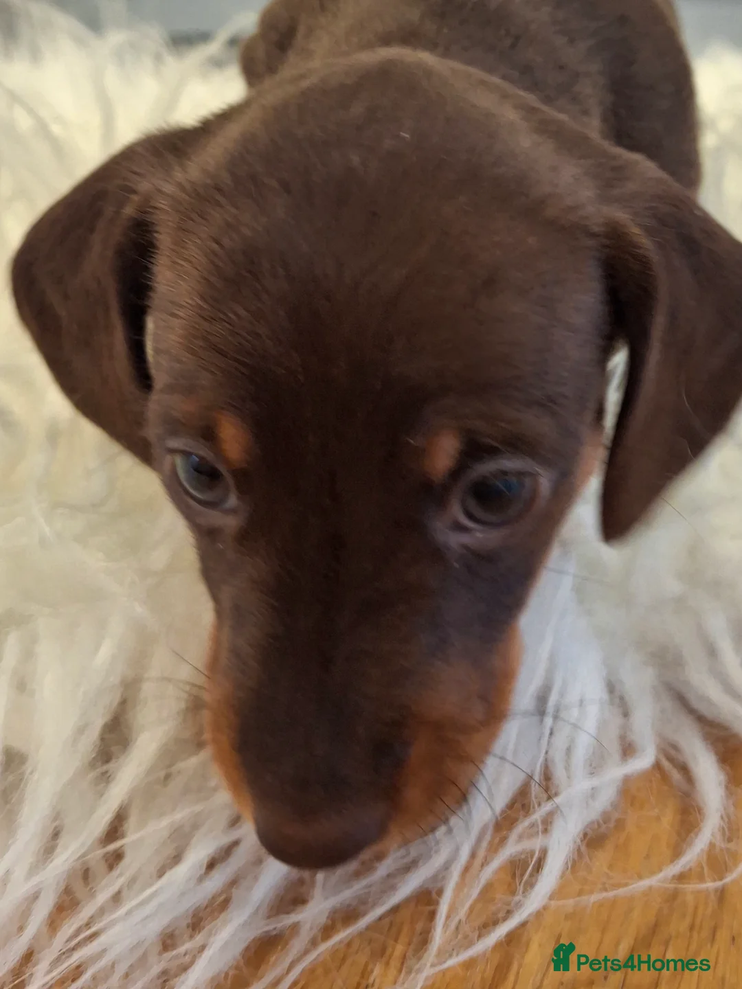 Miniature Dachshund dogs for sale: 🐾❤️ KC Reg Smooth Haired Miniature Dachschund  - Advert 12