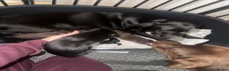 Labrador Retriever dogs for sale: Labrador puppies for sale  in Widnes - Advert 21