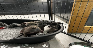 Italian Greyhound dogs - Advert 11
