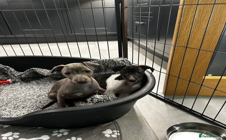 Italian Greyhound dogs - Advert 1