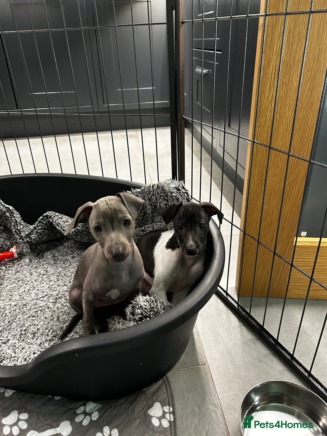 Italian Greyhound dogs for sale: Beautiful Italian greyhound puppies  - Image 1
