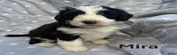 Bernedoodle dogs for sale: Bernedoodle puppies. F1b. Home reared, DNA tested  - Advert 13