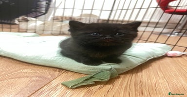 Mixed Breed cats - Advert 12