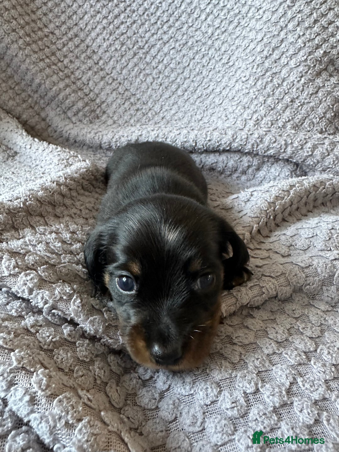 Miniature Dachshund dogs for sale: KC Reg - 1 puppy looking for his forever home - Advert 6