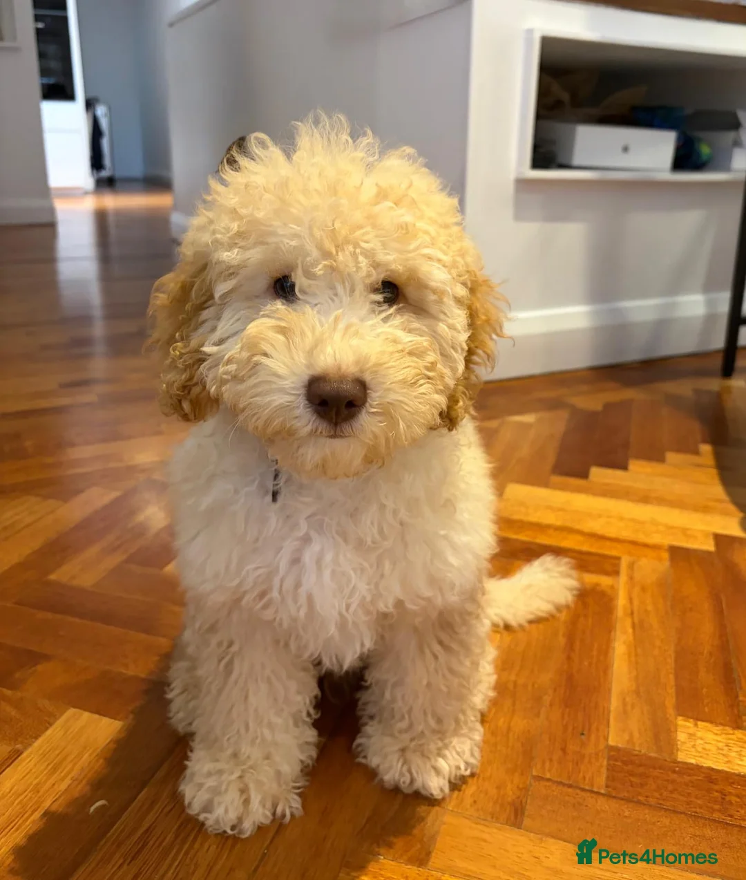 Cockapoo dogs for sale: Male Cockapoo puppy  - Advert 1