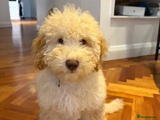 Cockapoo dogs Male Cockapoo puppy - Advert 1