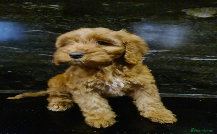 Cockapoo dogs - Advert 10