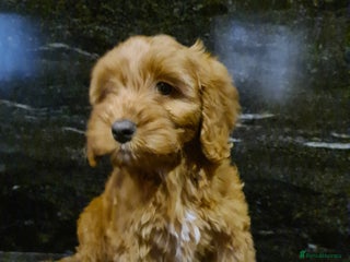 Cockapoo dogs - Advert 4