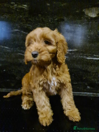 Cockapoo dogs - Advert 10