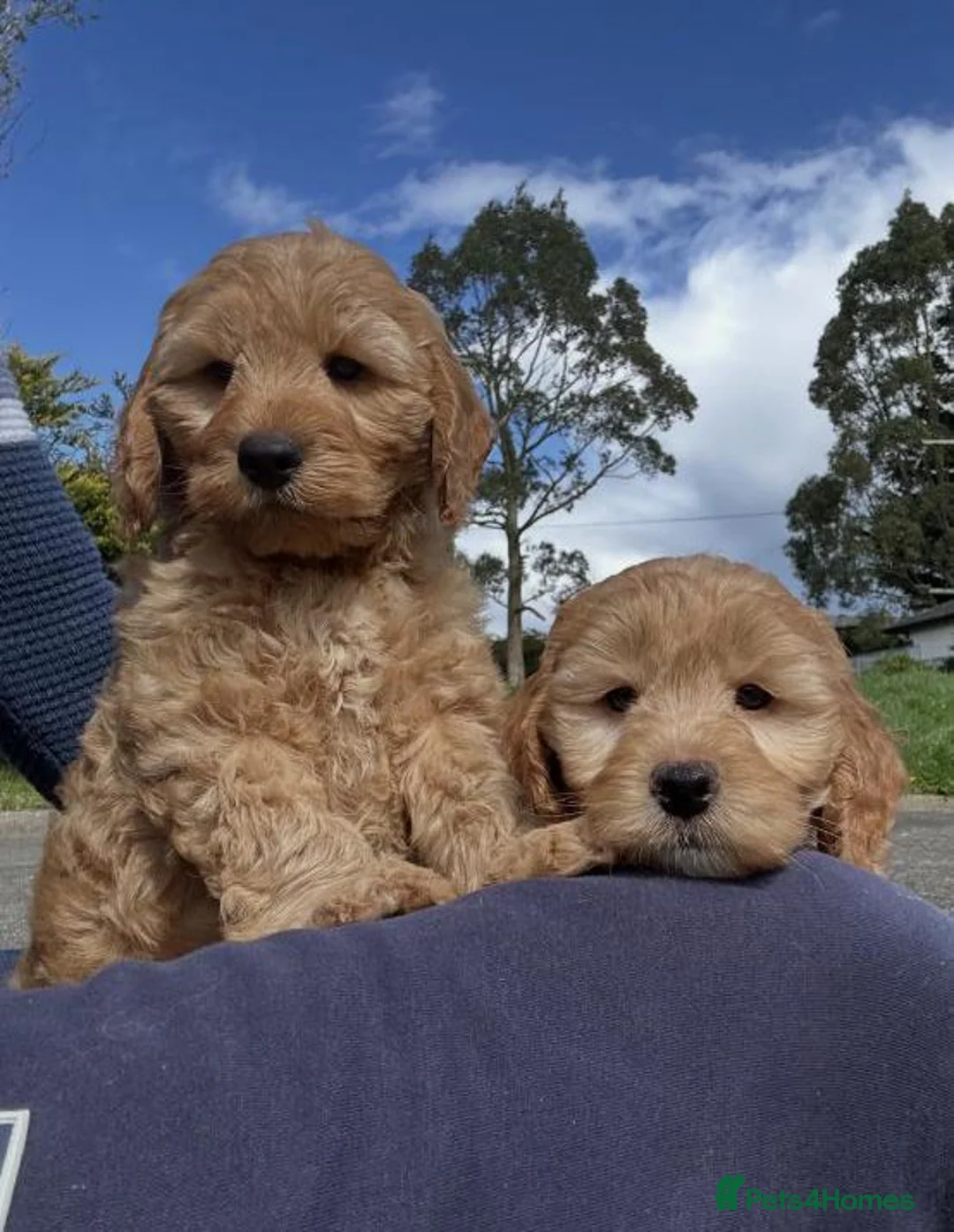 Cavapoo dogs for sale: Beautiful cavapoo puppies ready for forever homes in Baldock - Advert 1