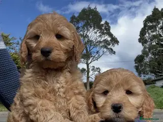 Cavapoo dogs Beautiful cavapoo puppies ready for forever homes - Advert 4