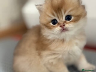 British Longhair cats - Advert 15