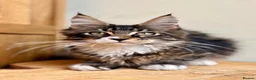 Maine Coon cats for sale: Beautiful Maine Coon kittens - Advert 8