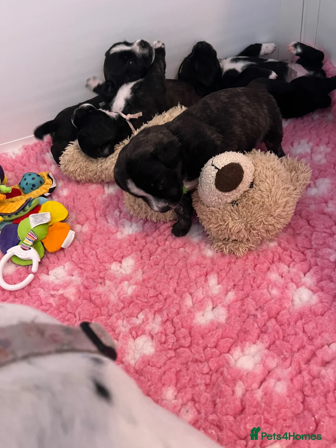 Mixed Breed dogs for sale: Jack highland terrier puppies - Advert 10