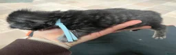 Maine Coon cats for sale: Maine coon cross in Rotherham - Advert 14