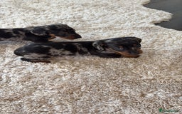 Miniature Dachshund dogs for sale: Miniature Dachshound puppies  - Image 5