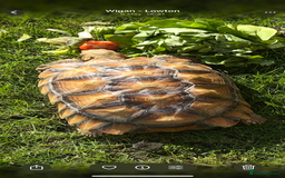 Tortoise reptiles for sale: 2 x Sulcata Tortoise - Image 15
