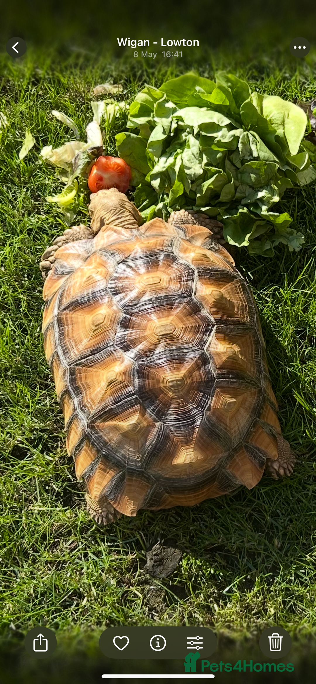 Tortoise reptiles for sale: 2 x Sulcata Tortoise - Image 15