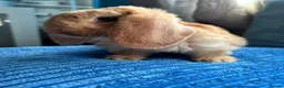 Mini Lop rabbits for sale: 🦋Pure Breed Mini plush lop 🦋 in Halstead - Advert 3