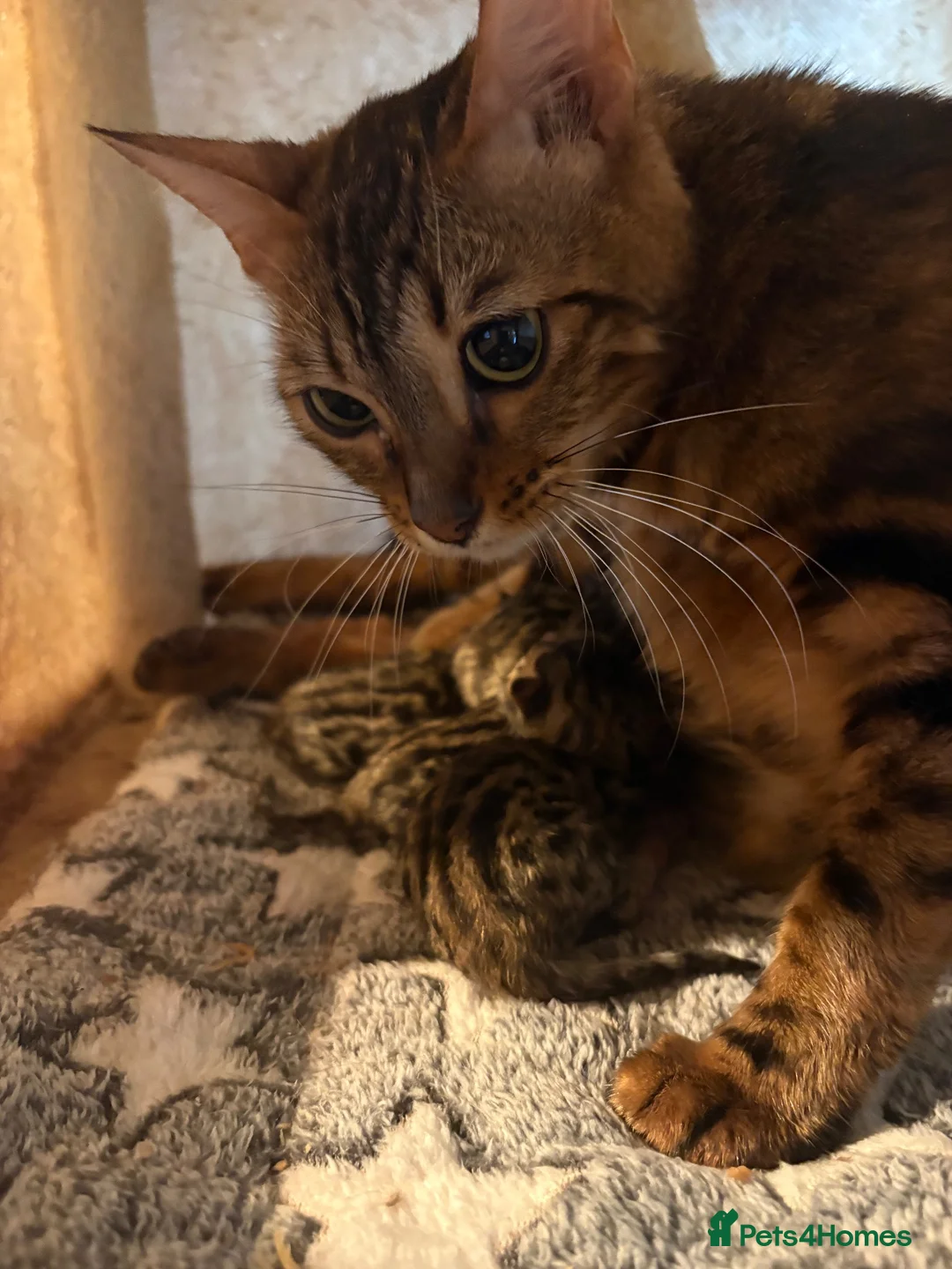 Bengal cats for sale: Bengal kittens pedigreed and registered - Advert 7
