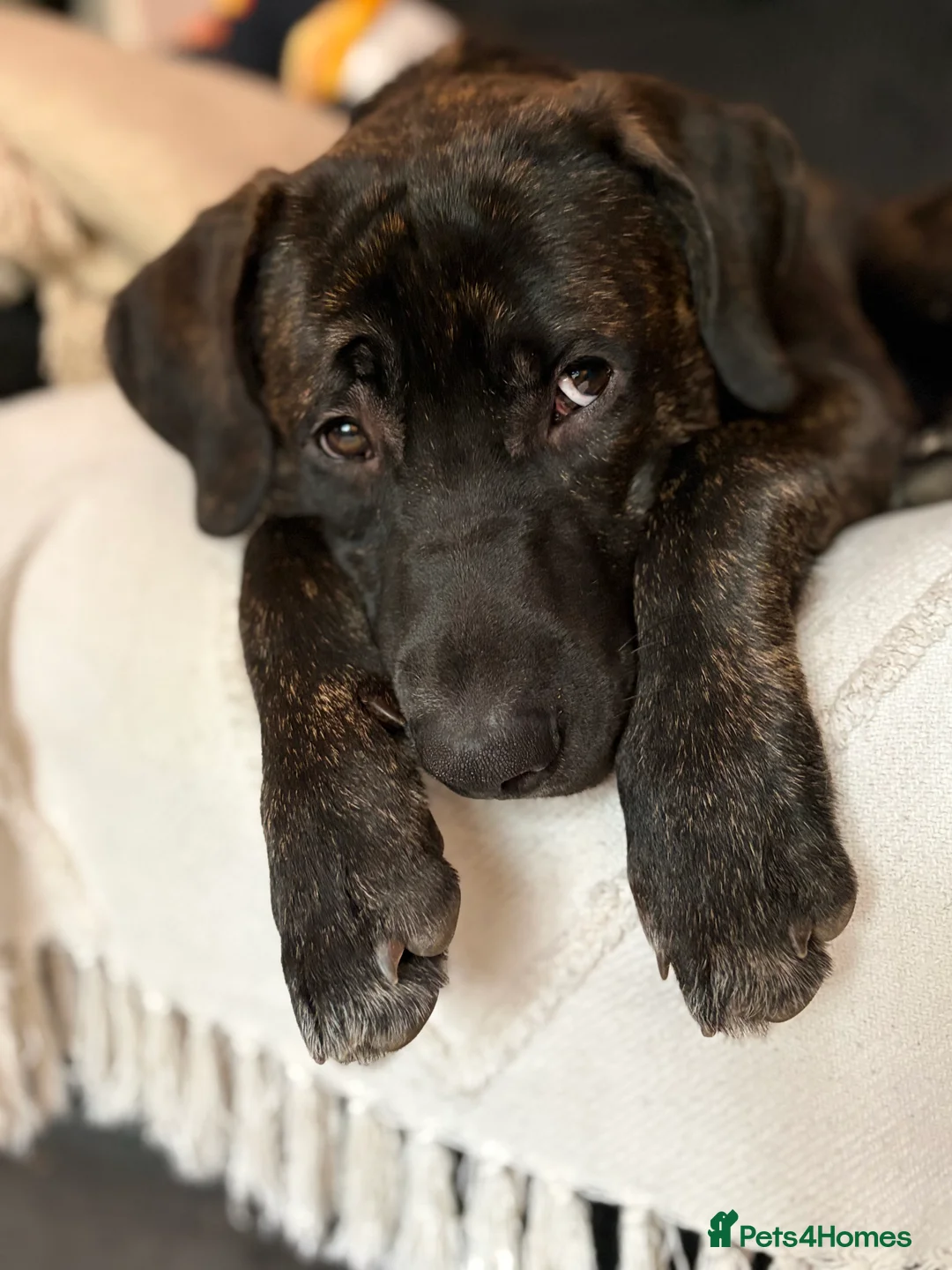 Mixed Breed dogs for sale: 8 month old bully mix/german shepherd  - Advert 2