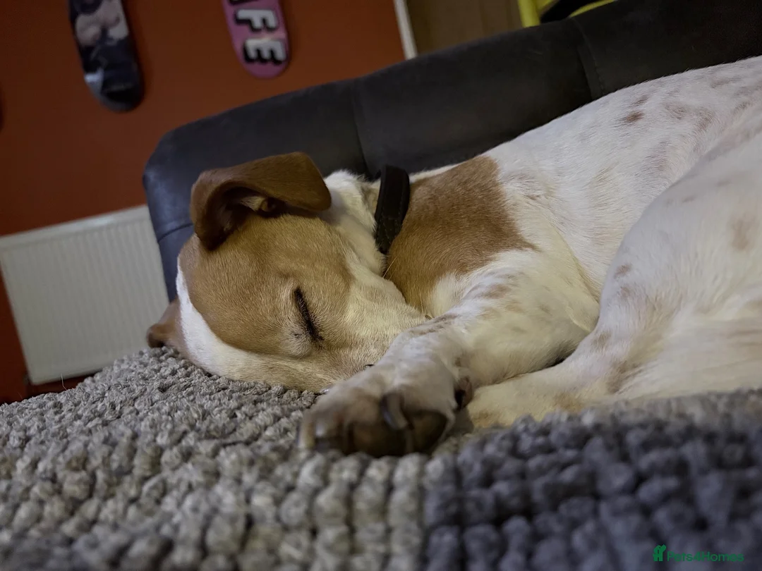Mixed Breed dogs for sale: For adoption - 6 year old jack x beagle  - Advert 6