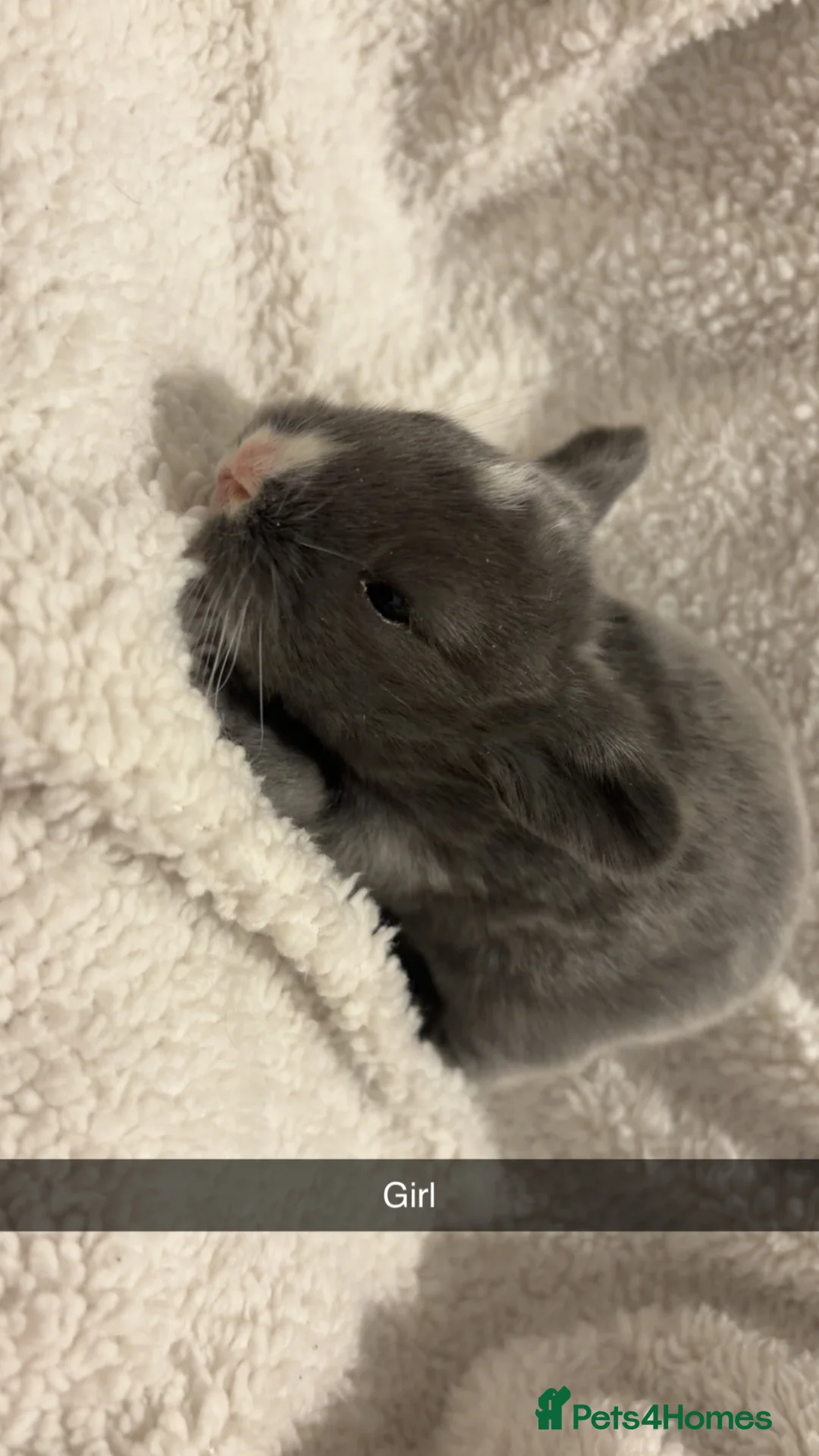 Mini Lop rabbits for sale: LITTER OF MINI LOPS - Advert 2