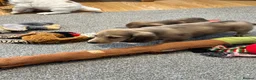 Miniature Dachshund dogs for sale: Cream dapple boy and shaded red girl - Advert 10