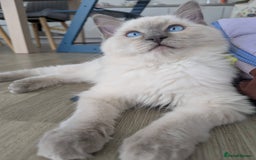 Ragdoll cats for sale: Male Ragdoll Seeks Loving Home💙 - Image 10