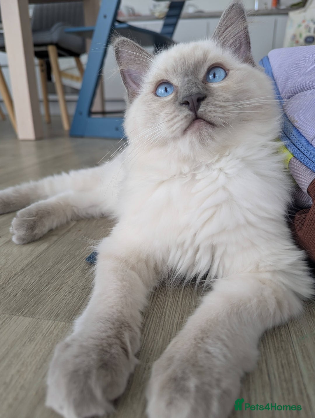 Ragdoll cats for sale: Male Ragdoll Seeks Loving Home💙 - Image 10